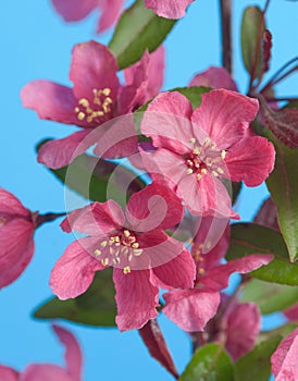 Pink crabapple flowers