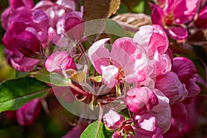 Pink crabapple flowers