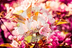 Pink crabapple flowers