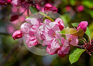 Pink crabapple flowers