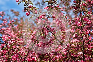 Pink crabapple flowers