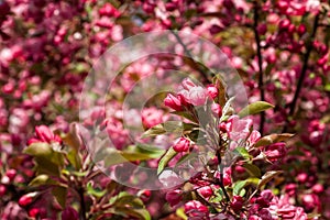 Pink crabapple flowers