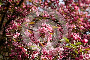 Pink crabapple flowers