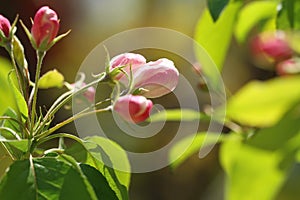 Pink crabapple flowers in spring
