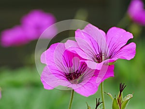 Pink Cranesbill Flowers Closeup