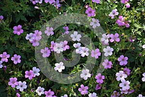 Pink Cranesbill Geranium flowers, Wargrave Pink, Geranium endressii blooming in summer