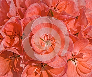 Pink cranesbill pelargonium, geranium flowers background.