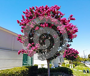 Pink Crape Myrtle also known as Pink Velour in full bloom during fall of November