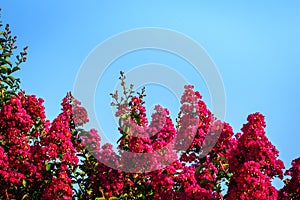 Pink Crape myrtle blossoms against a clear blue sky