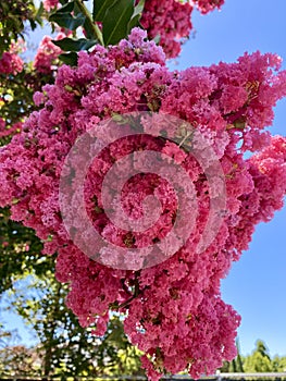 Pink Crape Myrtle Blossoms, pink flowering tree