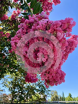 Pink Crape Myrtle Blossoms, pink flowering tree