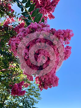 Pink Crape Myrtle Blossoms, pink flowering tree