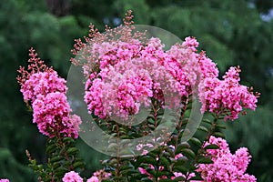 Pink crape myrtle flowering tree