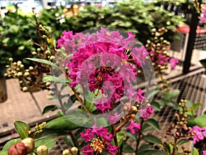 Pink crape myrtle flowers, soft background