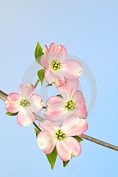 Pink and cream dogwood bracts and green blooms