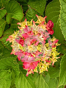 Pink and Cream Hydrangea Blossoming in the Garden