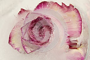 Pink and cream rose flower frozen within a block of ice