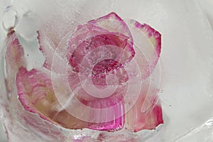 Pink and cream rose flower frozen within a block of ice