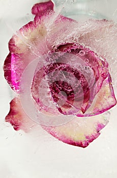 Pink and cream rose flower frozen within a block of ice