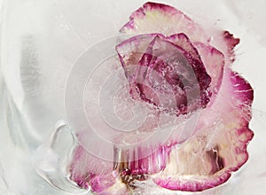 Pink and cream rose flower frozen within a block of ice