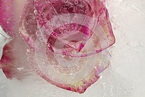 Pink and cream rose flower frozen within a block of ice