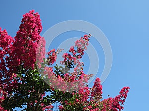Pink Crepe Myrtle and Blue Sky photo