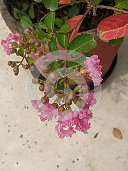 Pink Crepe myrtle flowers in pot photo
