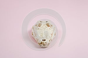 Pink crocodile skull