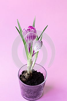 Pink crocus in a glass cup with earth on a pink background. Spring seasonal flowers