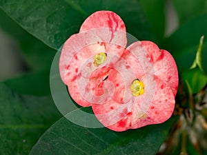 Pink crown of thorns Christ Thorn or Poi Sian flower with green leaf