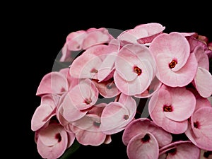 Pink crown of throns flowers, Euphorbia milli, with green leaves