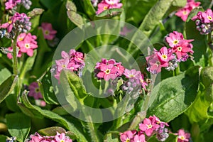 Pink cultivar of forget-me-not (Genus Mysotis).