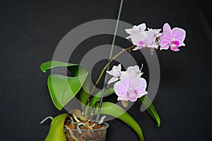 Pink cultivated orchid isolated over black