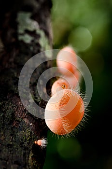 Pink Cup , mushroom