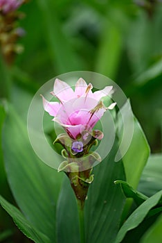 Pink Curcuma alismatifolia flower blooming in Thailand