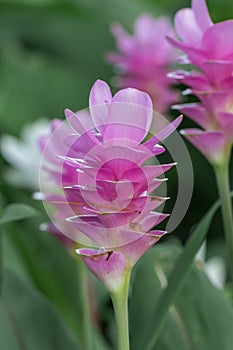 Pink Curcuma alismatifolia flower in a garden.Siam tulip or summer tulip flower is a tropical plant native to Thailand.