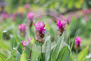 Pink Curcuma alismatifolia flower in a garden.Siam tulip or summer tulip flower is a tropical plant native to Thailand.