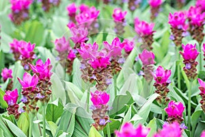 Pink Curcuma alismatifolia flower in a garden.Siam tulip or summer tulip flower is a tropical plant native to Thailand.