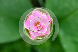 Pink Curcuma alismatifolia flower or Siam tulip