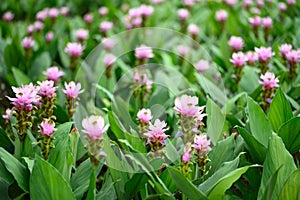 Pink Curcuma alismatifolia flower or Siam tulip