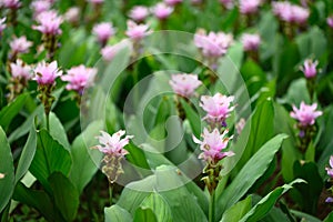 Pink Curcuma alismatifolia flower or Siam tulip
