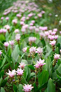 Pink Curcuma alismatifolia flower or Siam tulip