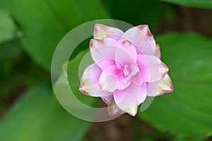 Pink Curcuma alismatifolia flower or Siam tulip