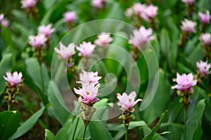 Pink Curcuma alismatifolia flower or Siam tulip