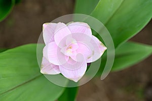 Pink Curcuma alismatifolia flower or Siam tulip