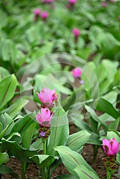 Pink Curcuma alismatifolia flower or Siam tulip