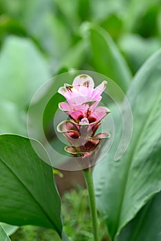 Pink Curcuma alismatifolia flower or Siam tulip in Thailand