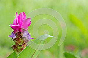 Pink Curcuma alismatifolia flower, is a tropical plant native to Thailand.Sometime call Siam tulip or summer tulip.