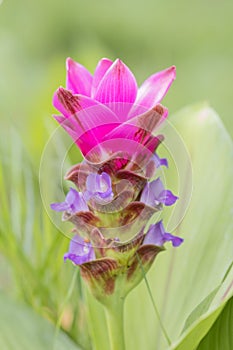 Pink Curcuma alismatifolia flower, is a tropical plant native to Thailand.Sometime call Siam tulip or summer tulip.