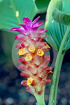 Pink Curcuma alismatifolia flower, is a tropical plant native to Thailand.Sometime call Siam tulip or summer tulip.